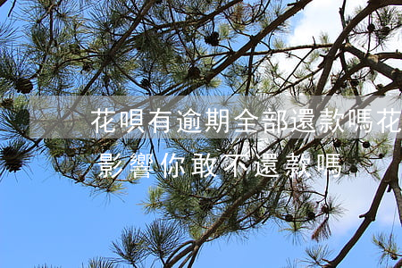 花唄有逾期全部還款嗎(花唄逾期還款有什么影響?你敢不還款嗎)