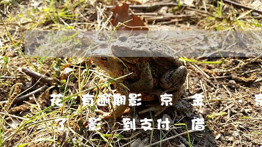 花唄有逾期影響京東金條嗎-京東金條逾期了,會影響到支付寶借唄嗎