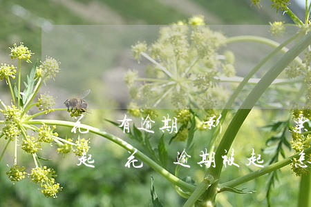 花唄有逾期會影響開稅票(花唄逾期多久會被起訴?花唄逾期被起訴怎么辦)