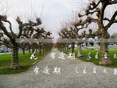 花唄有逾期當(dāng)兵有影響嗎(花唄有逾期當(dāng)兵有影響嗎)