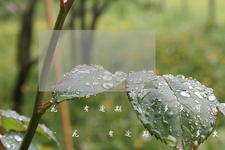 花唄有逾期記錄多久可以恢復(fù)花唄-花唄有逾期記錄多久可以恢復(fù)花唄額度