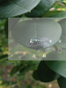 花唄有逾期記錄能不能辦理信用卡-花唄有逾期記錄能不能辦理信用卡業(yè)務(wù)