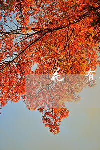 花唄有逾期還可以分期嗎