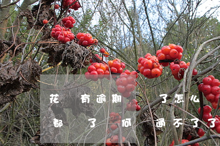 花唄有逾期還過了怎么辦(花唄有過逾期但是都還了為何開通不了了)