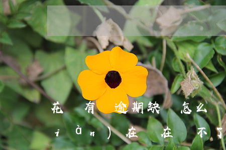 花唄有過逾期缺錢怎么辦(花唄逾期了,現(xiàn)在實在還不了怎么辦)