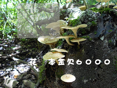 花唄本金欠6000沒還(花唄10000元沒還)