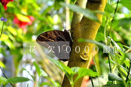 花唄欠10000最低還合適嗎-