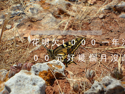 花唄欠1000一年沒還的后果(欠花唄1000元,好幾個月沒還錢會怎么樣)