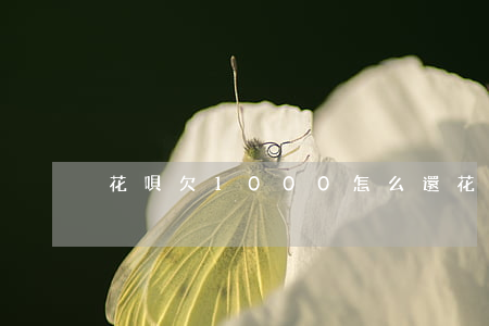 花唄欠1000怎么還(花唄2000怎么還)