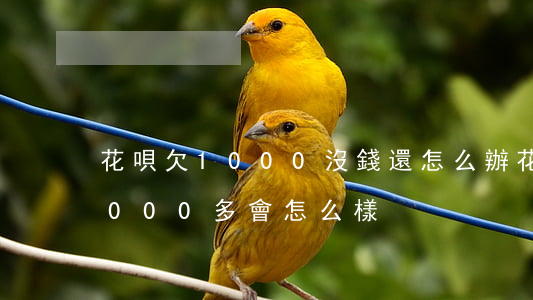 花唄欠1000沒錢還怎么辦(花唄不還欠1000多會怎么樣)