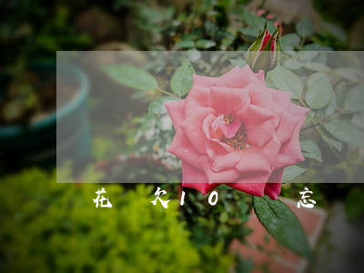 花唄欠10塊錢忘記還(花唄忘記還款10天)