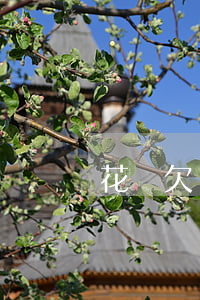 花唄欠1800沒還怎么辦(花唄1500沒還)