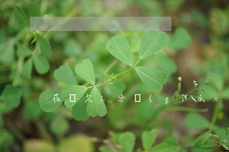 花唄欠1分錢(qián)怎么還
