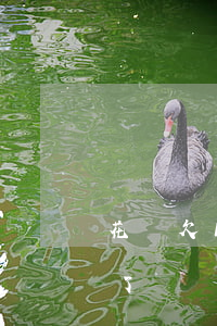 花唄欠1塊錢幾年沒還(花唄欠幾千塊錢半年了沒錢還有啥后果)