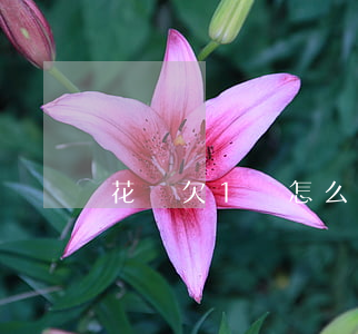 花唄欠1萬怎么還合適(花唄用1萬最低還款額)