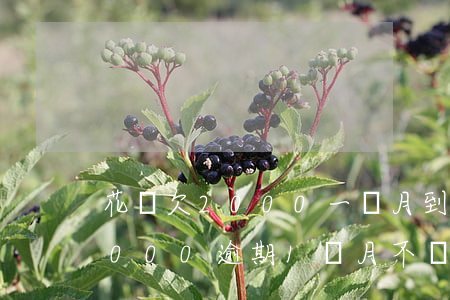 花唄欠2000一個月到了還沒還-花唄2000逾期1個月不還會有什么后果