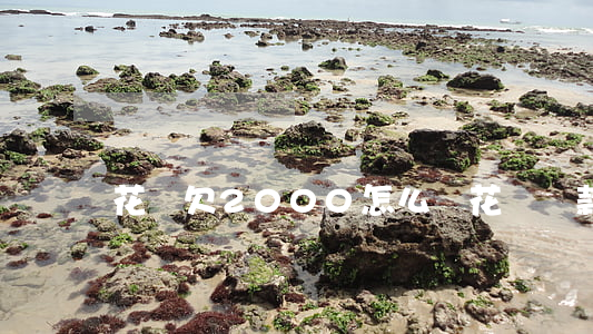花唄欠2000怎么還(花唄還款1000)