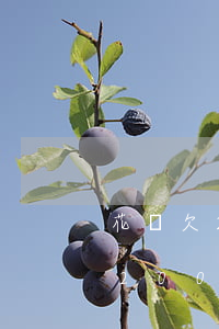 花唄欠200元逾期7天會怎么樣-花唄欠200元逾期7天會怎么樣嗎