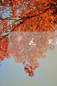 花唄欠2千逾期一年