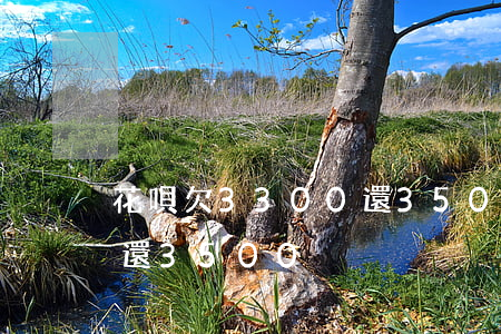 花唄欠3300還3500(花唄欠3300還3500)