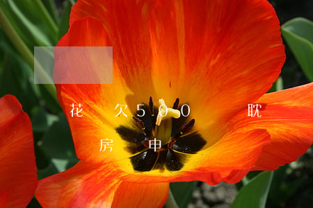 花唄欠500沒還耽誤辦房貸嗎(花唄沒還影響房貸申請嗎)