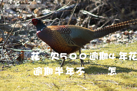 花唄欠500逾期4年(花唄欠款5000元逾期半年不還會怎樣?)