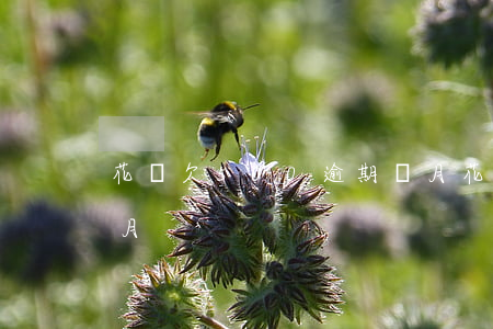 花唄欠500逾期倆月(花唄欠500逾期倆月)