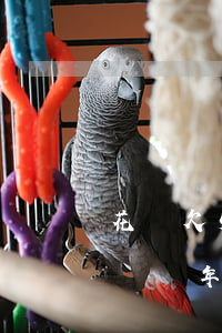 花唄欠50一年沒(méi)還(花唄500塊兩年沒(méi)還)