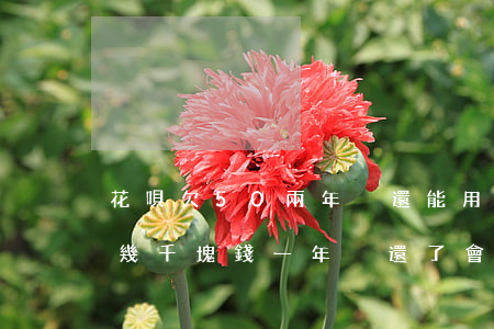 花唄欠50兩年沒還能用分期樂嗎(分期樂欠幾千塊錢一年沒還了會怎么樣)