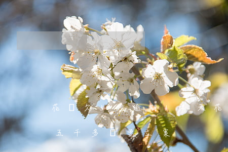 花唄欠50逾期14天(花唄逾期兩年多,欠了五千多說要立案)