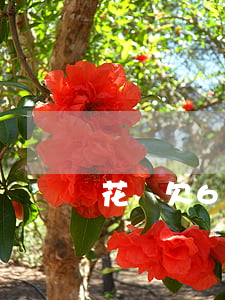 花唄欠6個(gè)月還沒還