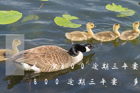 花唄欠800逾期三年要還多少錢-花唄欠800逾期三年要還多少錢呢