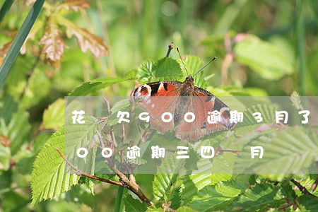 花唄欠900逾期3月了(欠支付寶花唄1500逾期三四個月)