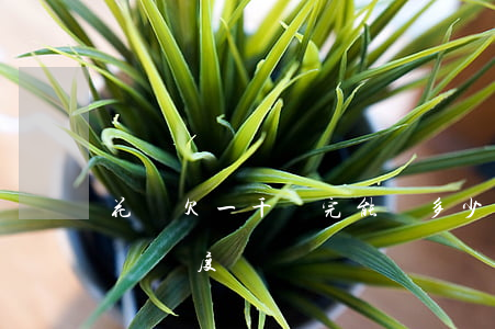 花唄欠一千還完能漲多少額度(花唄還清才會漲額度嗎)
