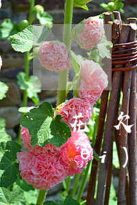 花唄欠 一年沒(méi)還(花唄1年沒(méi)還了有事嗎)