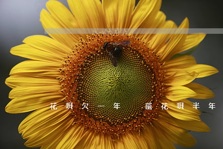 花唄欠一年沒還(花唄半年沒還了)