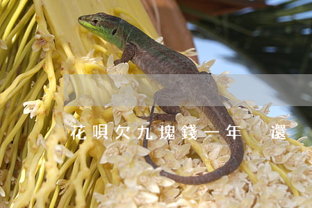 花唄欠九塊錢一年沒還
