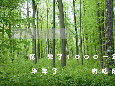 花唄欠了1000一年沒還(花唄欠幾千塊錢半年了沒錢還有啥后果)
