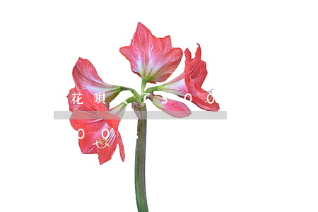 花唄欠了3000分期怎么還(花唄花了4000元如何分期慢慢還)