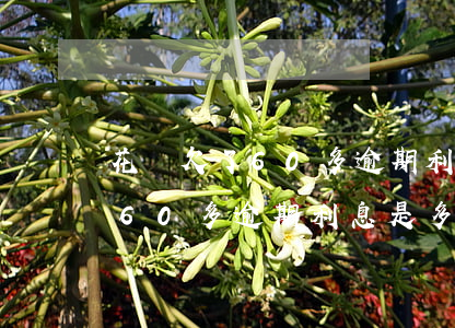 花唄欠了60多逾期利息是多少錢（花唄欠了60多逾期利息是多少）