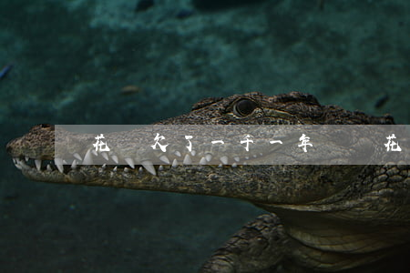 花唄欠了一千一年沒還(花唄兩千兩年沒還)