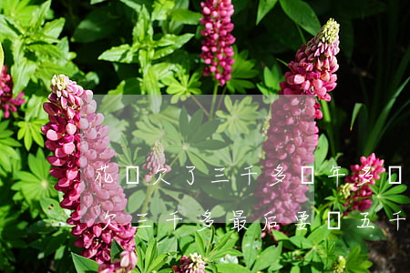 花唄欠了三千多兩年多沒還(為什么我的花唄欠三千多 最后要還五千)