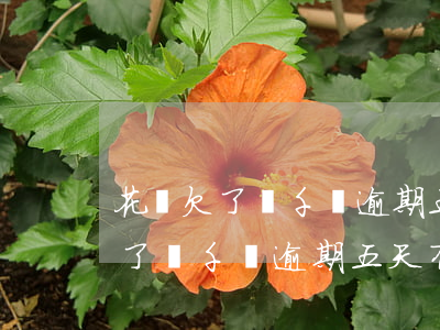 花唄欠了兩千塊逾期五天有影響嗎-花唄欠了兩千塊逾期五天有影響嗎怎么辦