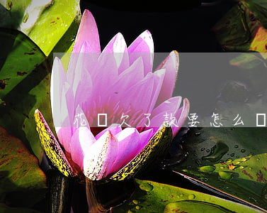 花唄欠了款要怎么還(支付寶欠花唄怎么還)