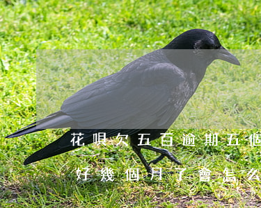 花唄欠五百逾期五個月了(花唄逾期五十塊錢好幾個月了會怎么樣)
