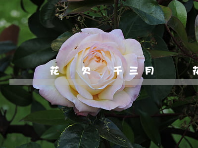 花唄欠兩千三月沒還(花唄欠兩千三月沒還)