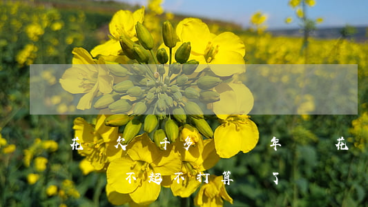 花唄欠兩千多塊錢兩年沒還(花唄欠兩千多塊錢,還不起不打算還了)