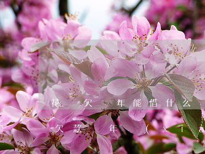 花唄欠兩年能借什么網(wǎng)貸(花唄欠款兩年,現(xiàn)在還清了,以后還能用嗎?)