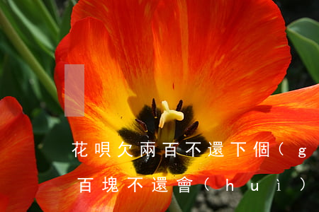 花唄欠兩百不還下個(gè)月還(花唄欠兩百塊不還會(huì)怎么樣)