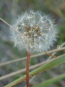 花唄欠兩百多怎么還(花唄兩千還不上怎么辦)